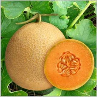 Seeways Organic F1 Chirag Muskmelon Seeds, Shelf Life : 1year