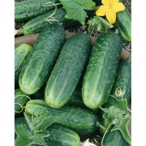 F1 Crystal Seedless Cucumber Seeds, for Seedlings, Specialities : Good Quality