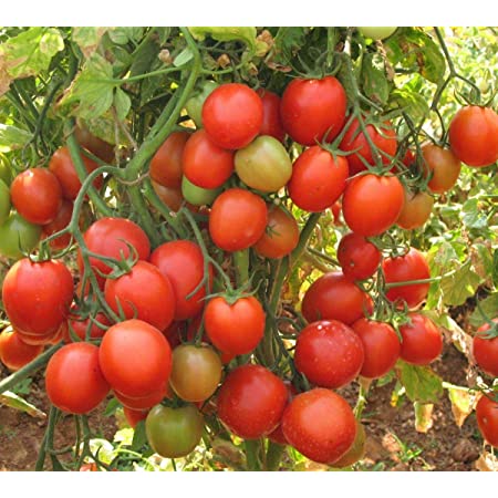 F1 Don 87 Tomato Seeds, Packaging Type : PP Bag