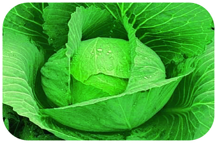 F1 Goldy Ball 66 Cabbage Seeds, for Seedlings, Specialities : Good Quality