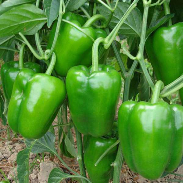 F1 Green Diamond Capsicum Seeds, Packaging Type : Plastic Packet