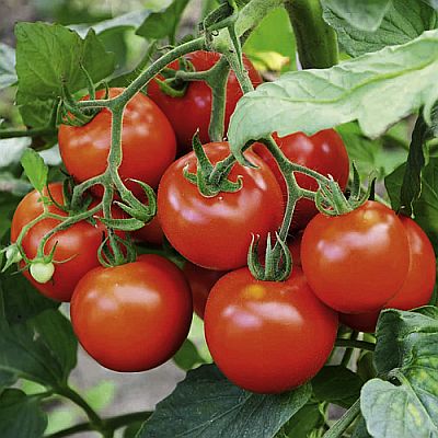 F1 Hill Sona Tomato Seeds, Color : Brown