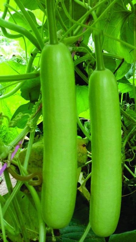 F1 Himani Bottle Gourd Seeds, for Seedlings, Specialities : Good Quality