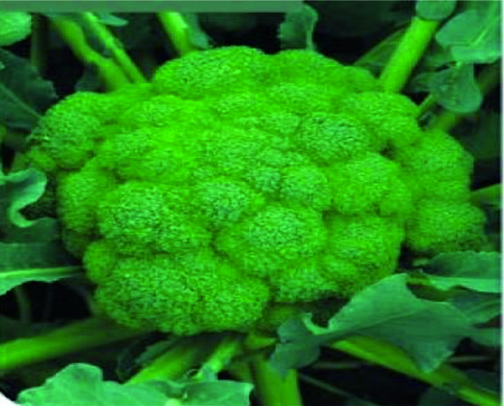 Seeways Organic F1 Jessica Broccoli Seeds, for Seedlings, Specialities : Good Quality