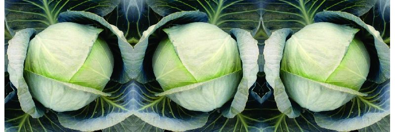F1 Joy 55 Cabbage Seeds, for Seedlings, Packaging Type : Plastic Packet