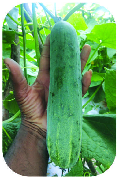 F1 Kamini 666 Cucumber Seeds, for Seedlings, Specialities : Good Quality