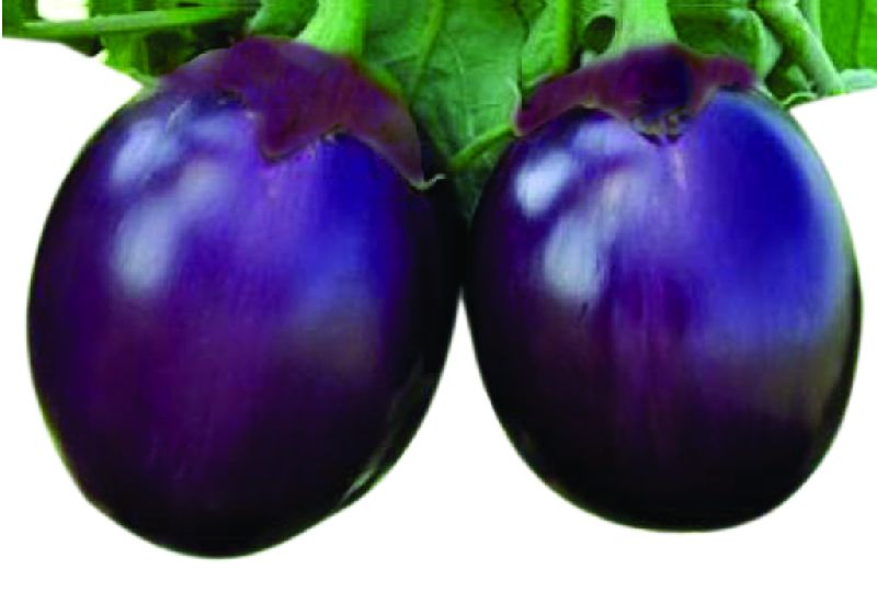 F1 Kanchan 75 Brinjal Seeds, Packaging Type : Plastic Pouch, Vaccum Pack