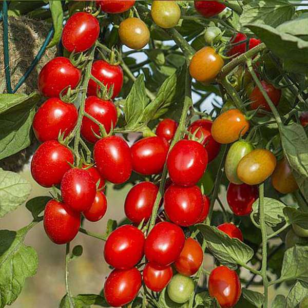 Seeways Organic F1 Kareena Tomato Seeds, Packaging Type : Plastic Packet