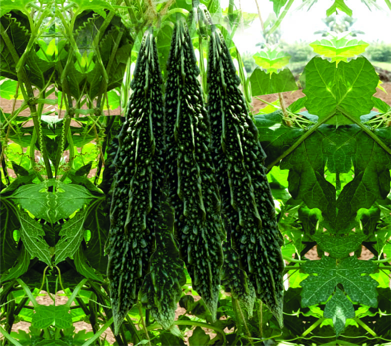 F1 Kuber Bitter Gourd Seeds, for Seedlings, Specialities : Good Quality