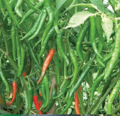F1 Laila 115 Chilli Seeds, for Seedlings, Specialities : Good Quality