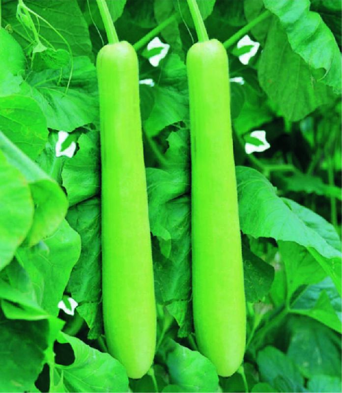 F1 Maharani Sw14 Bottle Gourd Seeds, for Seedlings, Specialities : Good Quality