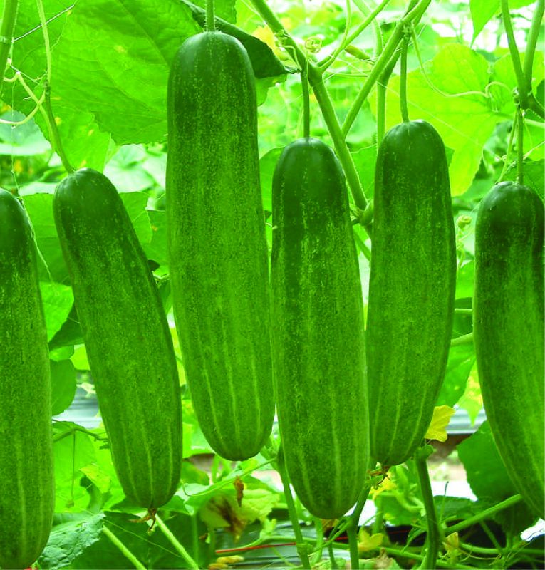 F1 Mukhiya 444 Cucumber Seeds, for Seedlings, Specialities : Good Quality