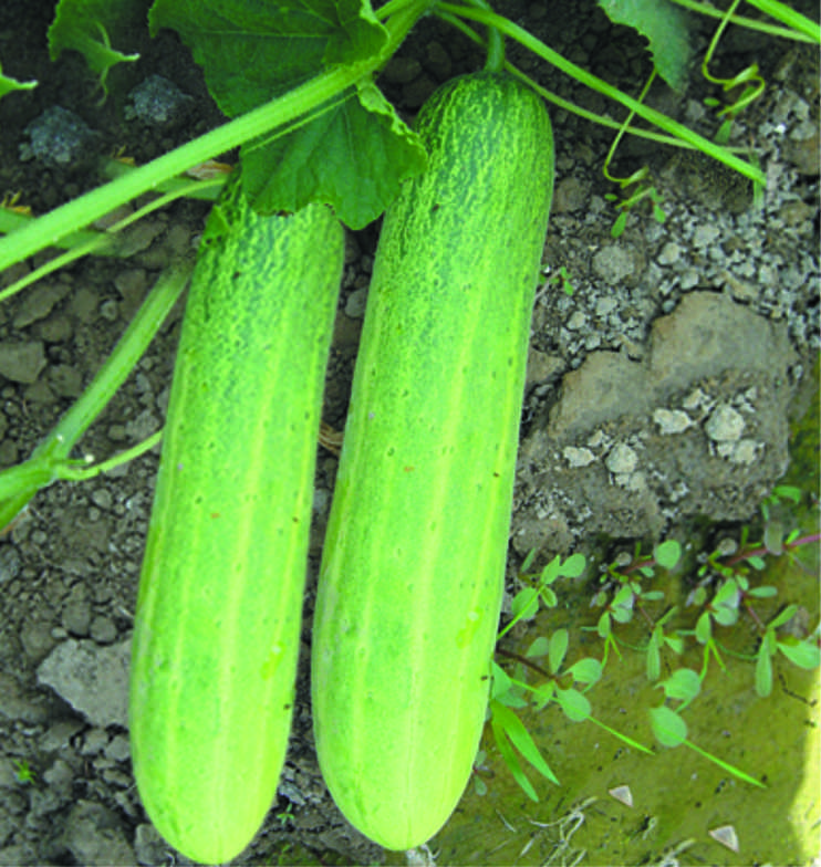 Seeways Organic F1 Mumtaj Cucumber Seeds, for Seedlings, Specialities : Good Quality