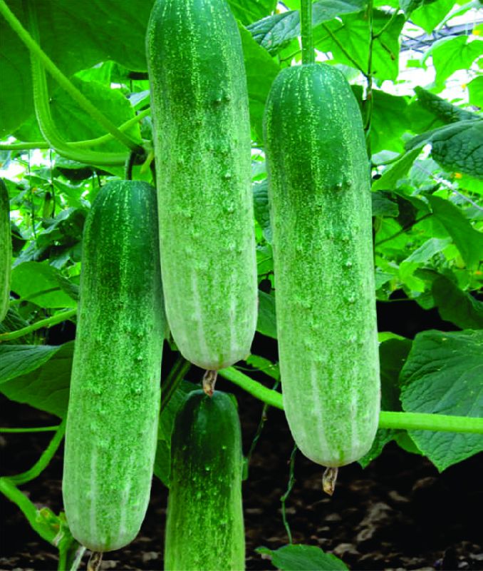 F1 Natraj 21 Cucumber Seeds, for Seedlings, Specialities : Good Quality