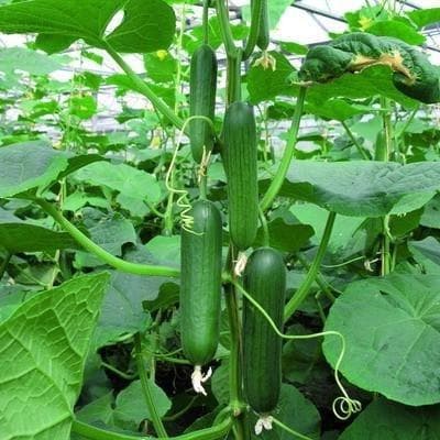 F1 Poseidon Seedless Cucumber Seeds, for Seedlings, Specialities : Good Quality