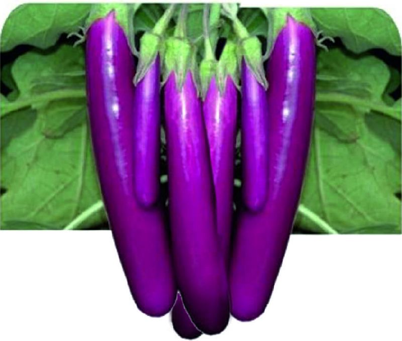 F1 PPL 47 Brinjal Seeds, Packaging Type : Plastic Pouch, Vaccum Pack