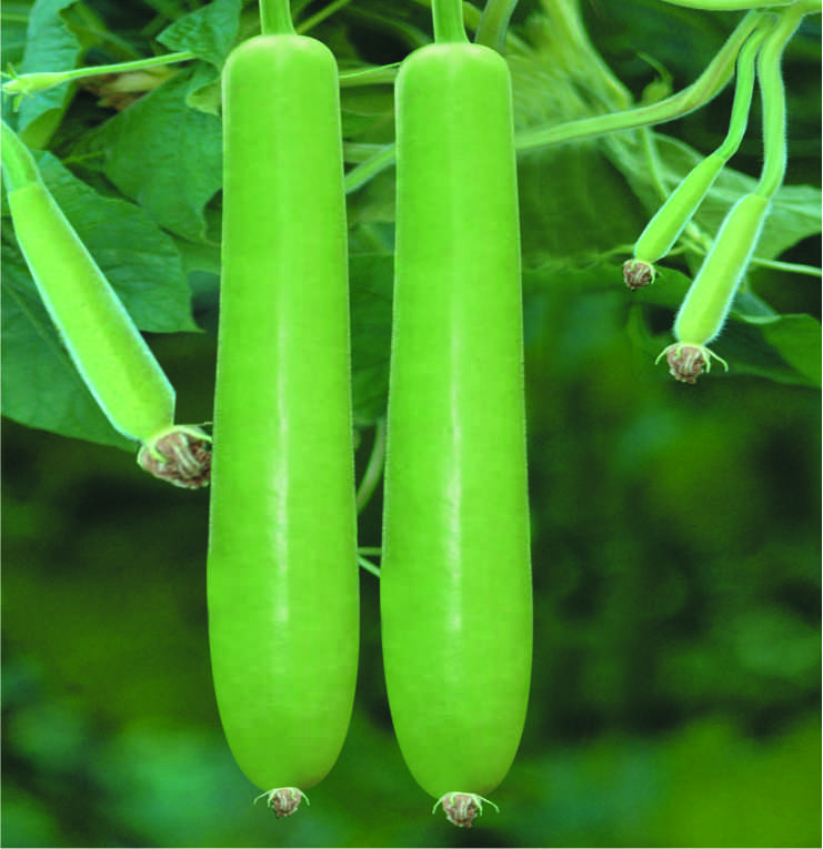 F1 Pragati 11 Bottle Gourd Seeds, for Seedlings, Specialities : Good Quality