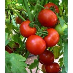 F1 Red Diamond Tomato Seeds, Color : Brown