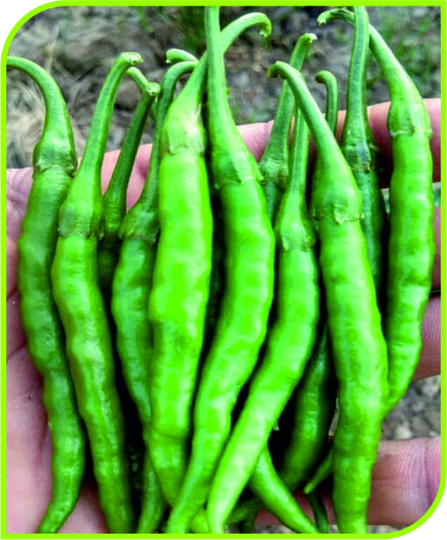 F1 Renna 41 Chilli Seeds, for Seedlings, Specialities : Good Quality
