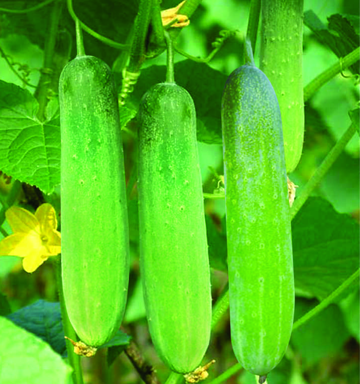 F1 Ronak 108 Cucumber Seeds, for Seedlings, Specialities : Good Quality