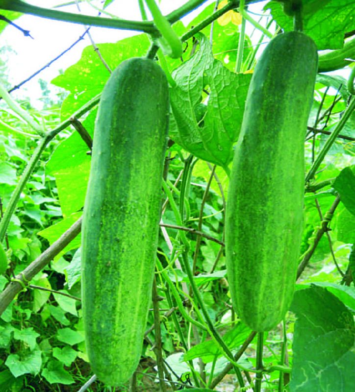 F1 Sadar 108 Cucumber Seeds, for Seedlings, Specialities : Good Quality