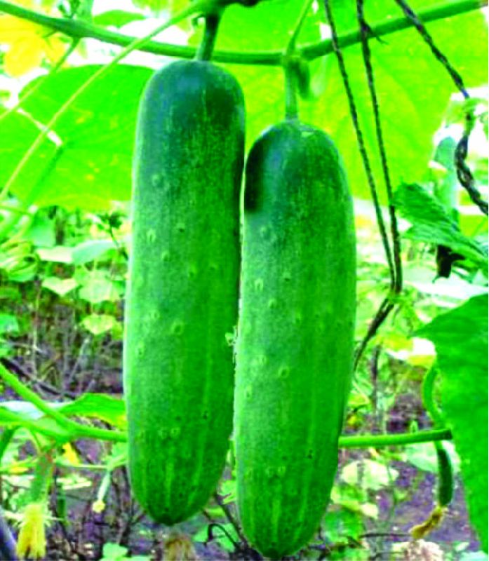F1 Sarpanch 480 Cucumber Seeds, for Seedlings, Specialities : Good Quality
