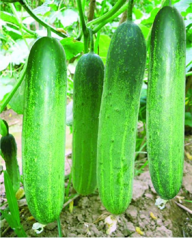 F1 Shabnam 111 Cucumber Seeds, for Seedlings, Specialities : Good Quality