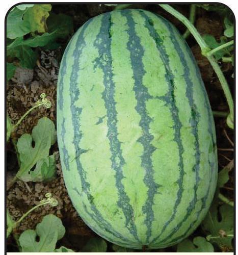 F1 Shahrukh 786 Watermelon seeds, Packaging Type : Plastic Box