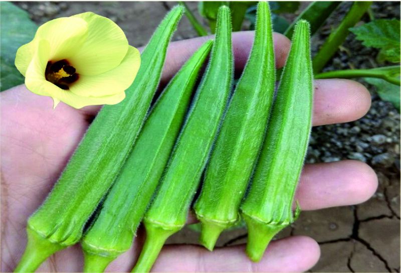 F1 Shivani 75 Okra Seeds, Packaging Type : Plastic Pouch, PP Bag