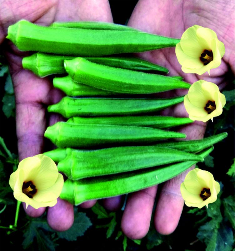 F1 Shrishty 77 Okra Seeds, Packaging Type : Plastic Pouch, PP Bag