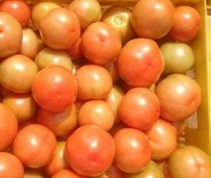 Seeways Organic F1 Shubham Tomato Seeds, Packaging Type : Plastic Packet