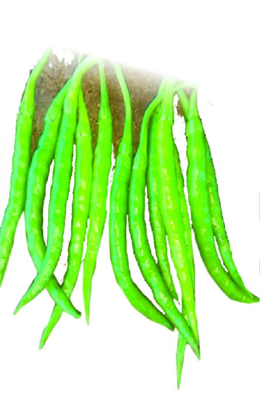 F1 Somya 120 Chilli Seeds, for Seedlings, Specialities : Good Quality