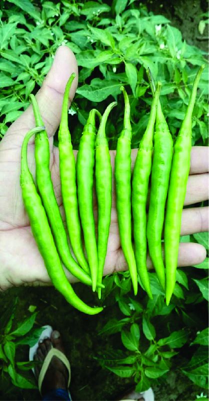Seeways Organic F1 Suhasini Chilli Seeds, for Seedlings, Specialities : Good Quality
