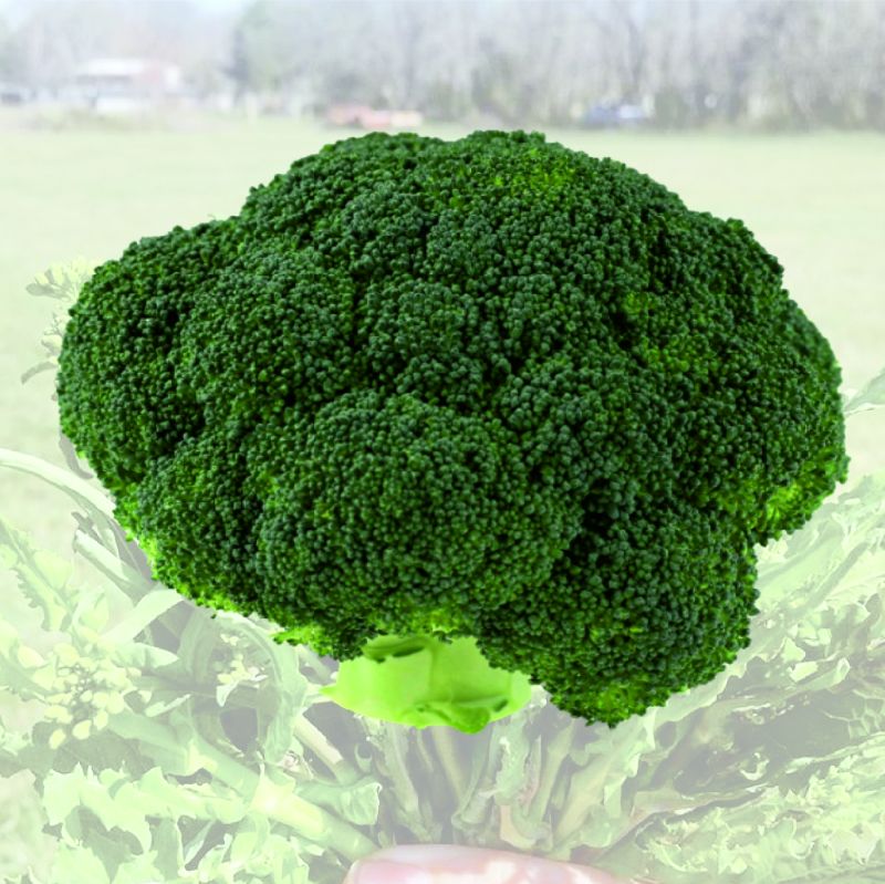 Seeways Organic F1 Sunny Broccoli Seeds, for Seedlings, Specialities : Good Quality