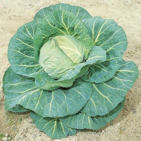 Seeways Organic F1 Sunny Cabbage Seeds, for Seedlings, Specialities : Good Quality