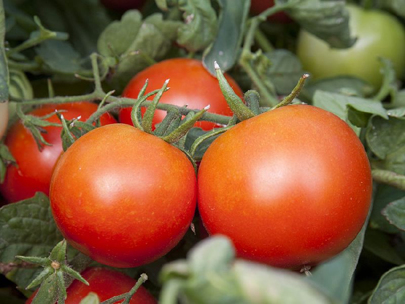 Organic F1 Surya Tomato Seeds, Packaging Type : Plastic Pouch, PP Bag