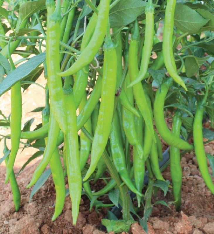 F1 SW 663 Chilli Seeds, for Seedlings, Specialities : Good Quality