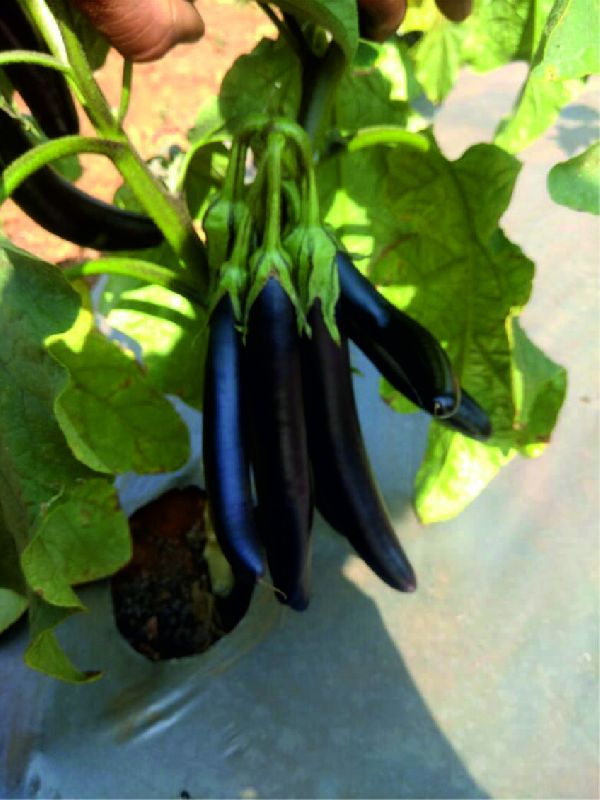 F1 SW Kirti 99 Brinjal Seeds, Packaging Type : Plastic Pouch, Vaccum Pack