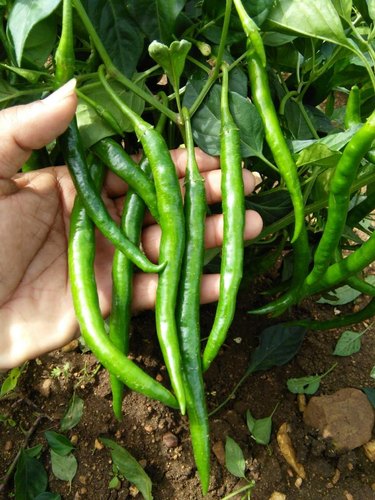 F1 Tahalka 500 Chilli Seeds, for Seedlings, Specialities : Good Quality