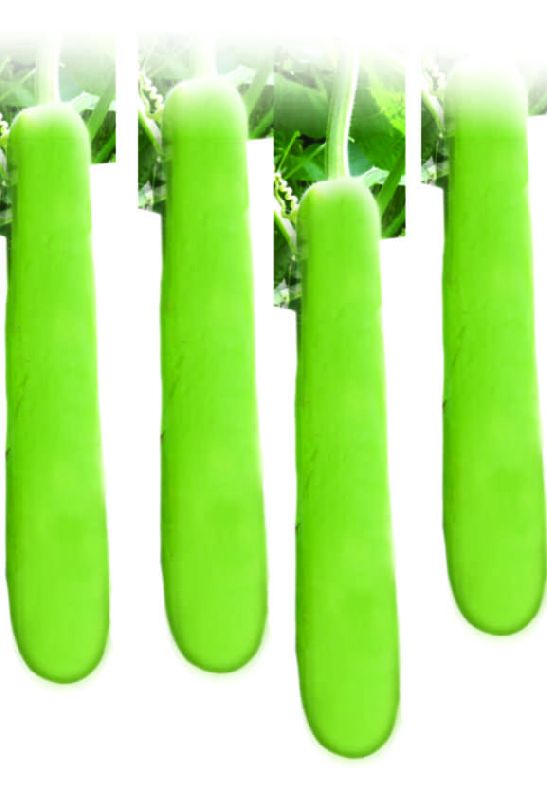 F1 Tanya 2828 Bottle Gourd Seeds, for Seedlings, Specialities : Good Quality