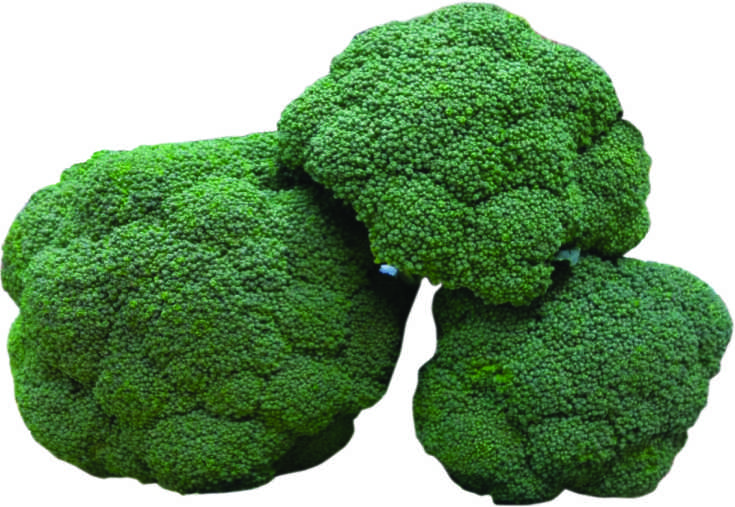 Seeways Organic F1 Tomtom Broccoli Seeds, for Seedlings, Specialities : Good Quality