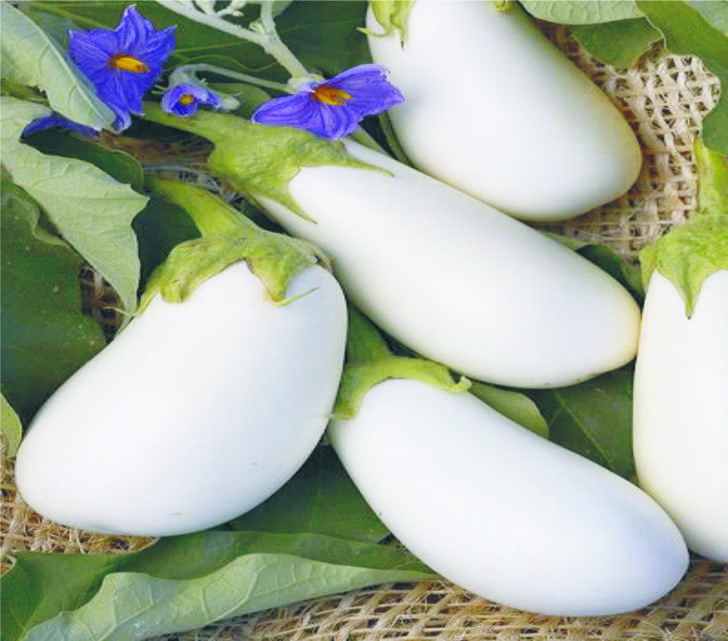 F1 White House Brinjal Seeds, for Seedlings, Specialities : Good Quality