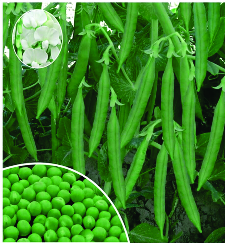 Green Pearl SW 20 Peas Seeds, for Seedlings, Specialities : Good Quality