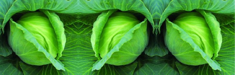 Imported Golden Acre Cabbage Seeds, for Seedlings, Specialities : Good Quality
