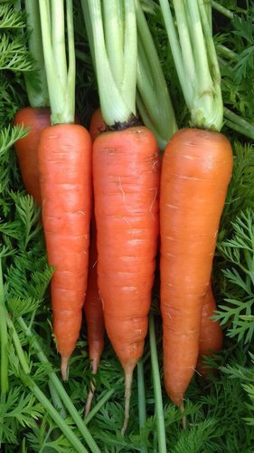 Imported Kuroda Maya Carrot Seeds, for Seedlings, Specialities : Good Quality