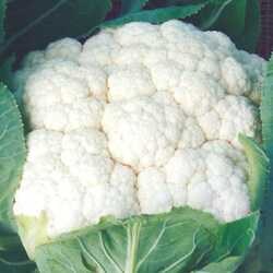 Seeways Organic Kartiki Cauliflower Seeds, for Seedlings, Specialities : Good Quality