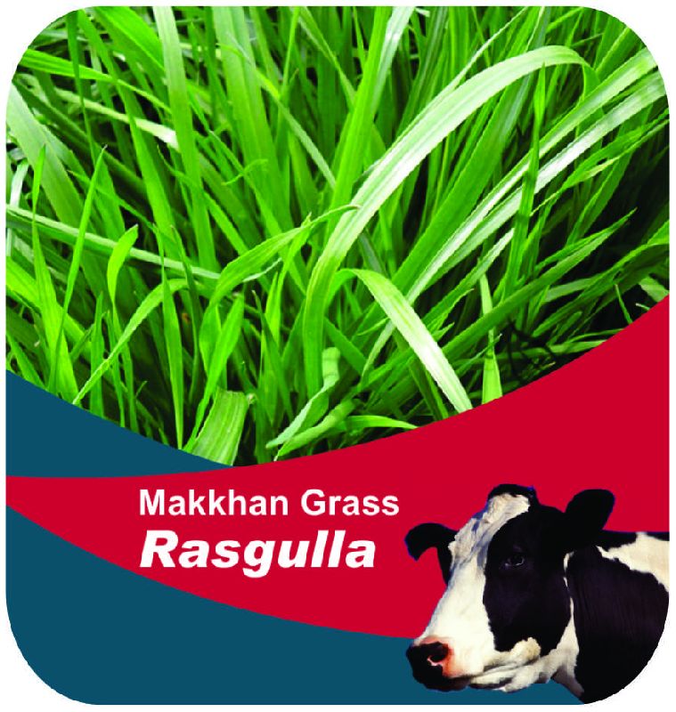 Makkhan Grass Rasgulla Forage Seeds, Purity : 99%