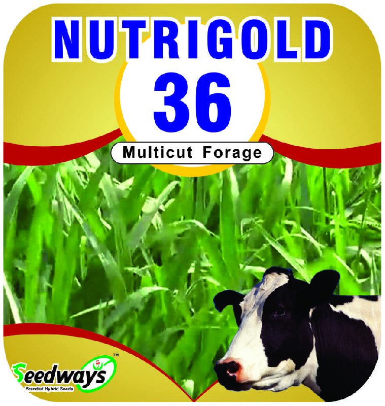 Multicut Nutrigold Forage Seeds