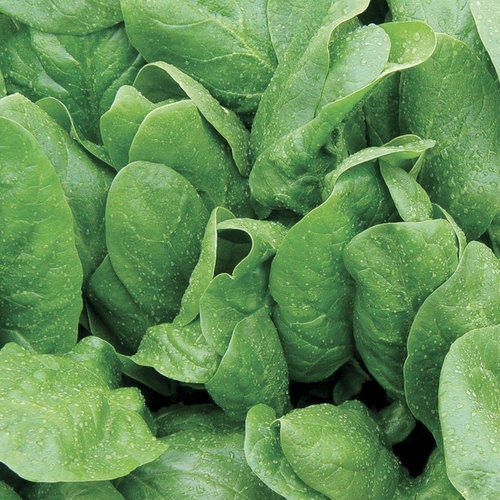 Seeways Organic Res. Radhika Spinach Seeds, for Seedlings, Specialities : Good Quality