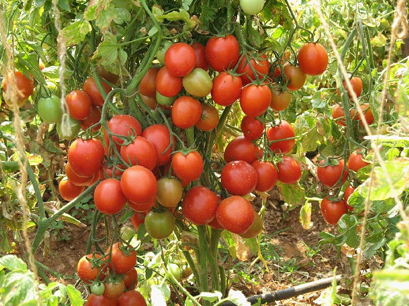 Res. Vishnu Navodya Tomato Seeds, Packaging Type : Plastic Packet